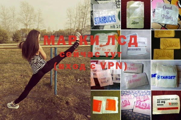 сатива Новозыбков
